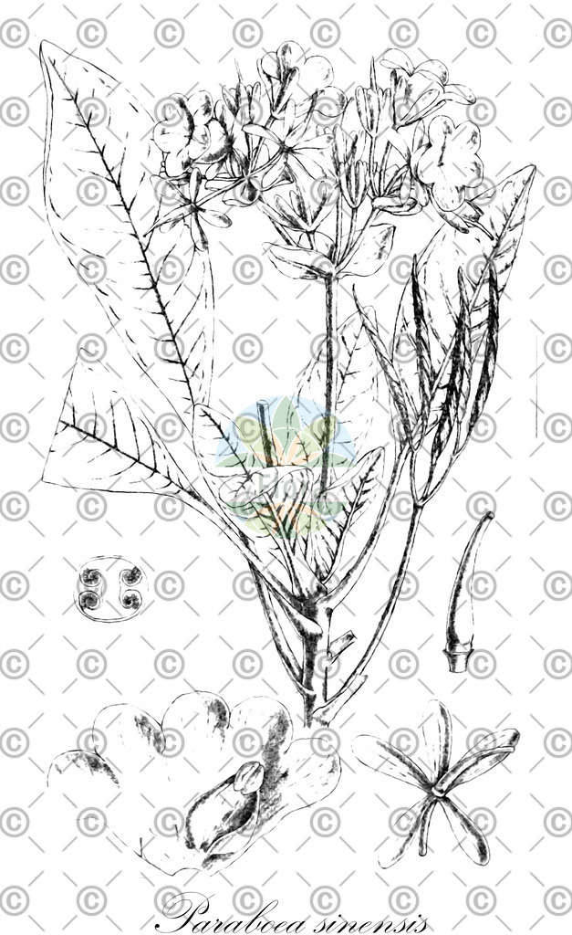 HistAbb_wfo-0000193473_2_ENZY_Simple | Historische Abbildung von Paraboea sinensis - Gesneriaceae | Historical Illustration of Paraboea sinensis - Gesneriaceae