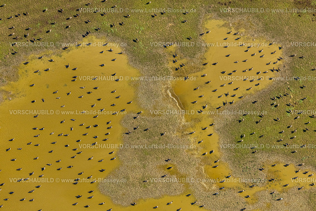 Wesel240311819 | Luftbild, Gänse beim Baden in einer Wasserpfütze auf einer Wiese neben dem Hansenhof, Bislich, Wesel, Nordrhein-Westfalen, Deutschland