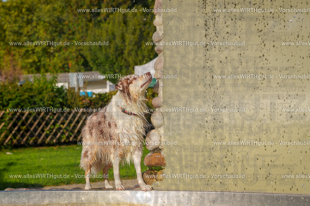 Hundeschwimmen_Grefrath_2026-allesWIRTHgut_Tierfotografie-15_03-FAY01096 | Professionelle Tierfotografie in Mönchengladbach von Daniel Wirth (allesWIRTHgut). Liebevolle & natürliche Bilder von Hunden & Katzen für unvergessliche Erinnerungen.