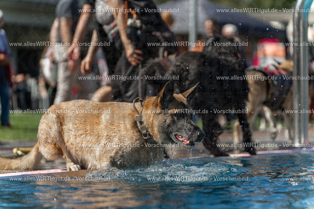 Hundeschwimmen_Volksbad_2026-allesWIRTHgut_Tierfotografie-2609061159-110958-7R500044 | Professionelle Tierfotografie in Mönchengladbach von Daniel Wirth (allesWIRTHgut). Liebevolle & natürliche Bilder von Hunden & Katzen für unvergessliche Erinnerungen.