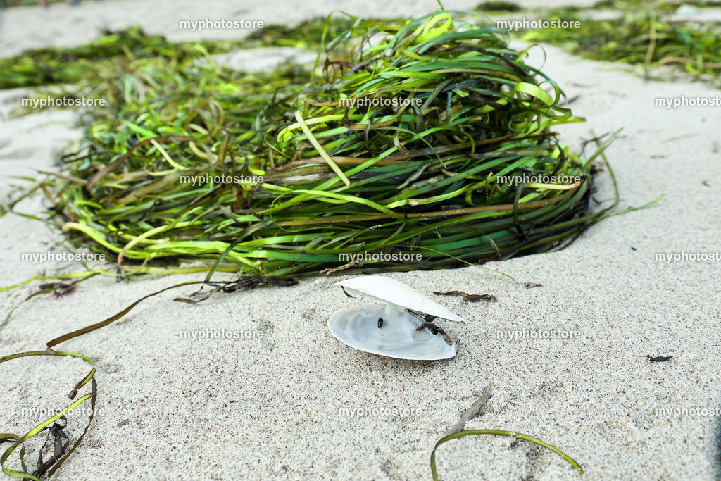 Muschel am Strand | myphotostore - Realisiert mit Pictrs.com