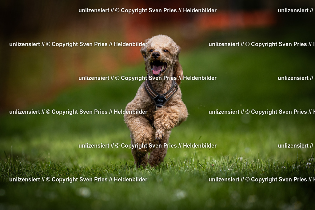 Sven Pries | 2025-04-13 - Hunderennen Baden-Baden - Realisiert mit Pictrs.com