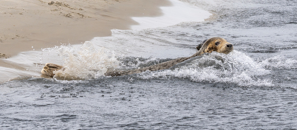Kegelrobbe gleitet dynamisch durch die Brandung vor Texel: Actionaufnahme im Nordseewasser | Eine Kegelrobbe schwimmt mit hoher Geschwindigkeit durch das aufspritzende Küstenwasser direkt an der Sandbank einer Nordseeinsel vor Texel. Das dynamische Aktionsfoto fängt den Kopf und den Körper des Meeressäugers inmitten von weißem Gischt- und Wellenschaum ein. Die ausdrucksstarke Momentaufnahme aus dem Nationalpark Wattenmeer eignet sich ideal für redaktionelle Berichte über Tierwelt, Fauna der Nordsee, Artenschutz, Meeresbiologie und Naturfotografie in den Niederlanden. - Realisiert mit Pictrs.com