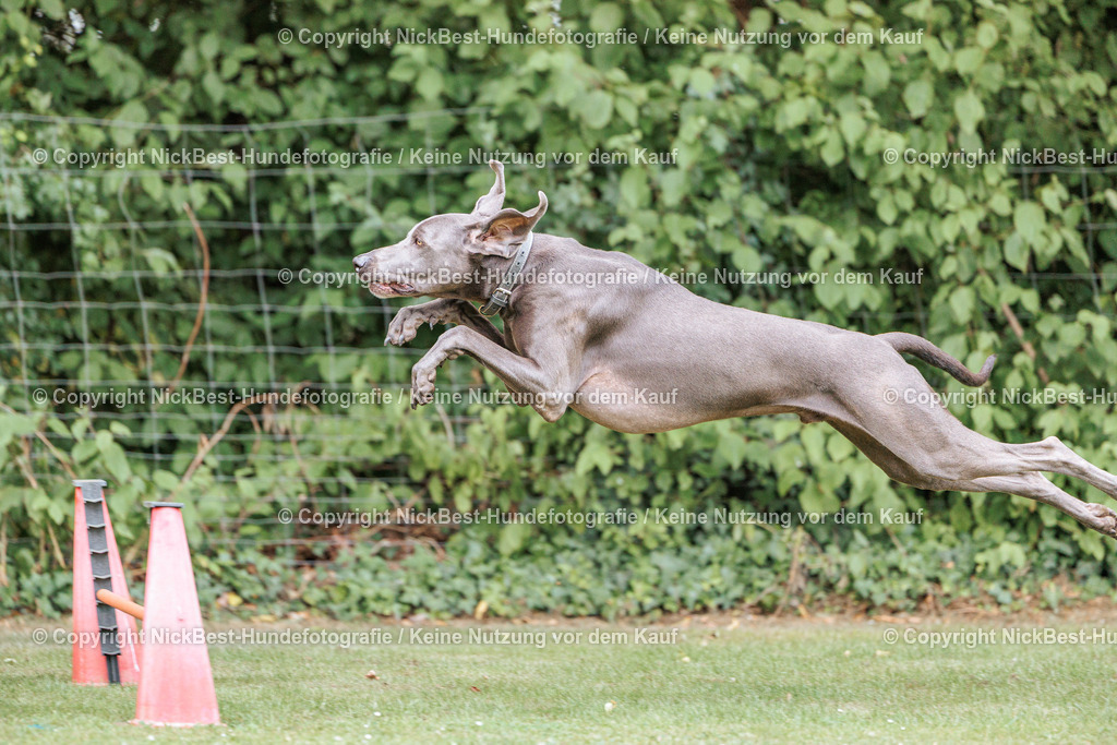 THS-Quakenbrück-2026-Nickbest-Hundefotografie-3315 | Dein Hund! Dein Moment! Deine Erinnerungen! Hundefotografie in Bremen Blumenthal. Ich fange die besonderen Momente deines Vierbeiners ein – ob Indoor mit Blitzanlage oder in der freien Natur. Sicher dir dein Moment und dein Termin für eure Erinnerungen.