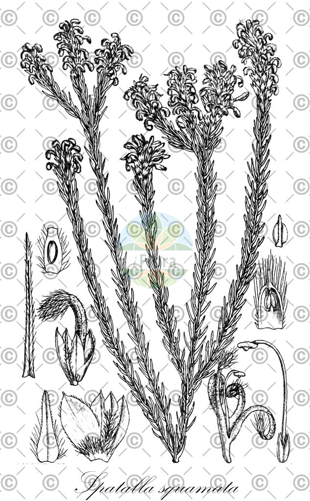 HistAbb_wfo-0001081578_1_ENZY_Simple | Historische Abbildung von Spatalla squamata - Proteaceae | Historical Illustration of Spatalla squamata - Proteaceae