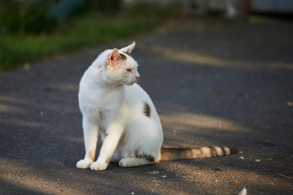 Hofkatze der Baeuerin Berta | Rohrbrunn, Austria - July 21, 2015: Hofkatze der Baeuerin Berta. - Realisiert mit Pictrs.com