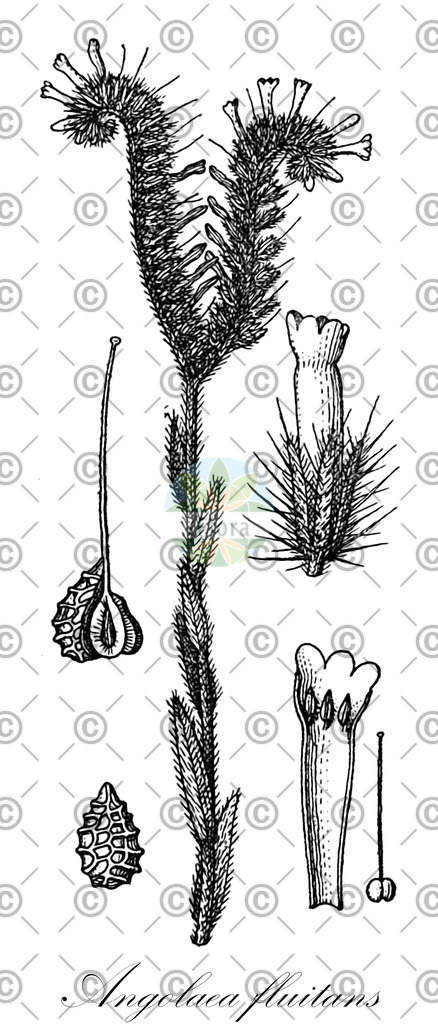 HistAbb_wfo-0000536542_197_ENZY_Simple | Historische Abbildung von Angolaea fluitans - Podostemaceae | Historical Illustration of Angolaea fluitans - Podostemaceae