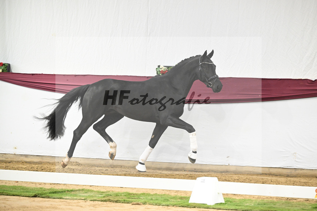 Kat-Nr. 55 Dream Royal x Fleury_Martina Breitner-Roetzer_47252058 | hf-fotografie - Realisiert mit Pictrs.com