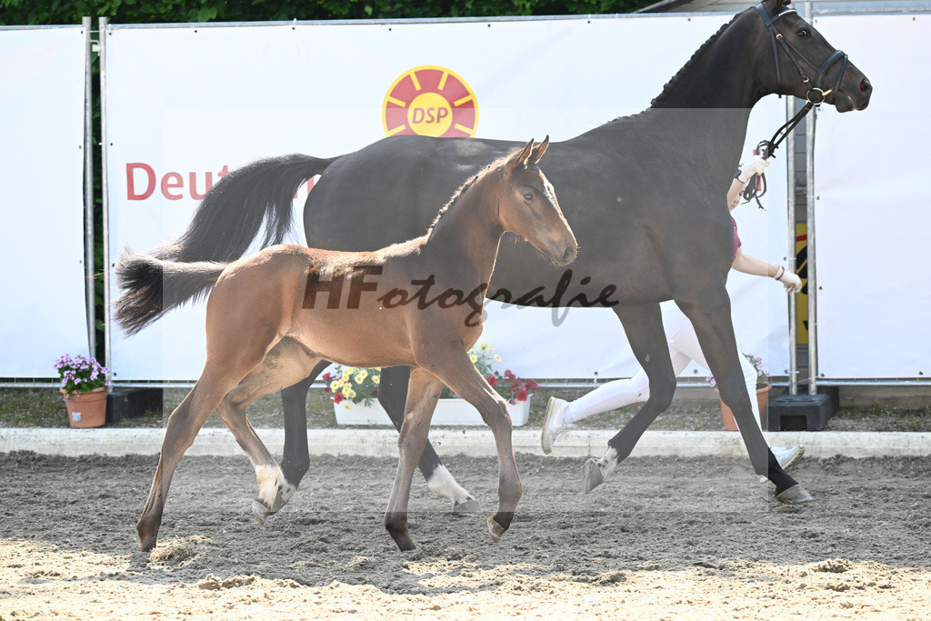 Kat-Nr. 44 SF Vagabond de la Pomme_Diez_12230196 | hf-fotografie - Realizzato con Pictrs.com