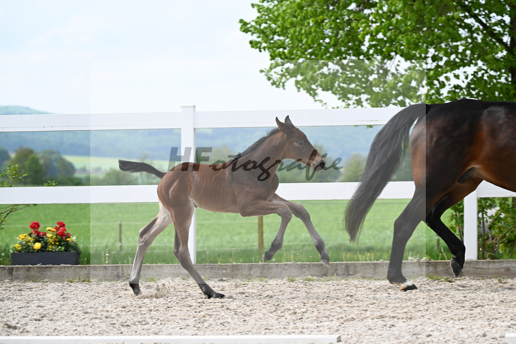 Olesko x Diarado_HF_Huttrop-Hage_8250164 | hf-fotografie - Realisiert mit Pictrs.com