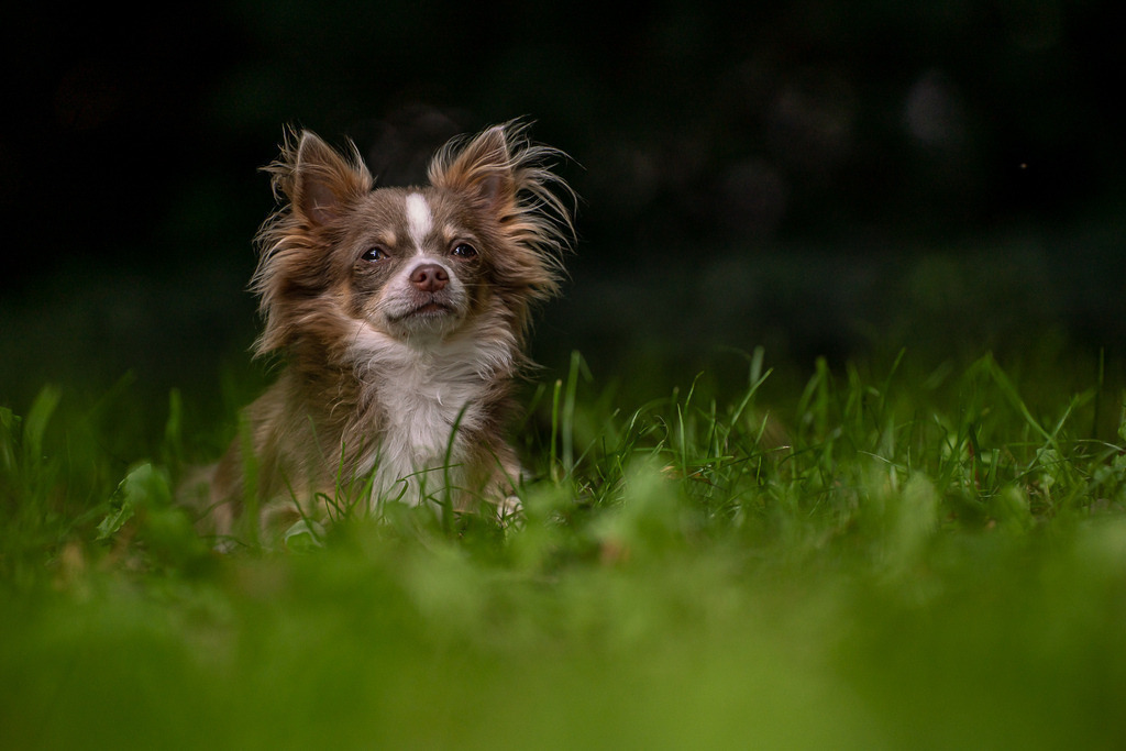 allesWIRTHgut Tierfotografie - AWG04873 | Professionelle Tierfotografie in Mönchengladbach von Daniel Wirth (allesWIRTHgut). Liebevolle & natürliche Bilder von Hunden & Katzen für unvergessliche Erinnerungen.