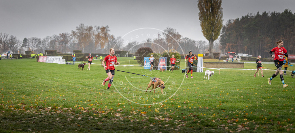 CaniXpix_DV3A8865 | Hundefotografie, Tierfotograf, Pfotenfotografie, Fotoshooting Hund, Hunde Portrait, Hundesport, Hundeportraits, Heideshooting, Hunde, Sportfotograf, Hundefotograf, Turnierhundsport, THS,  - Realisiert mit Pictrs.com