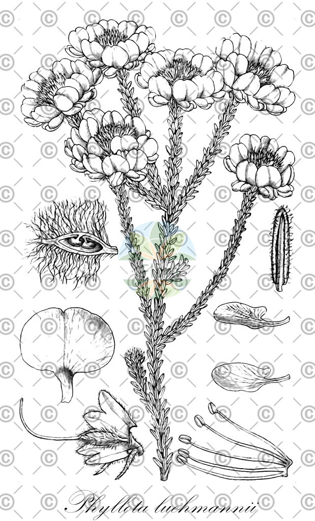 HistAbb_6PTK_1_ENZY_Simple | Historische Abbildung von Phyllota luehmannii - Fabaceae | Historical Illustration of Phyllota luehmannii - Fabaceae