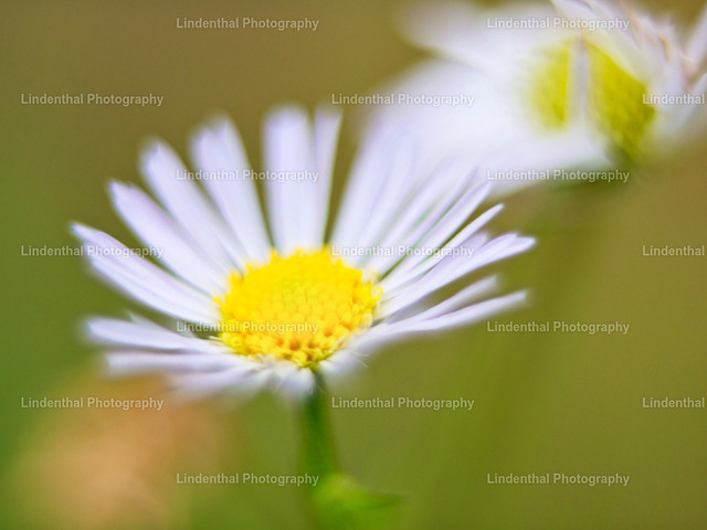 Die_Blume | Lindenthal.ART - Fotografie und Kunstdrucke auf verschiedenen Medien für dein Zuhause, Büro oder Praxis. Natur und Landschaftsbilder oder Digital ART mit harmonischen Farben und Motiven. - Realisiert mit Pictrs.com