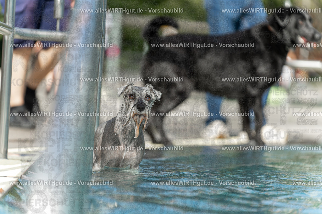 Hundeschwimmen_Volksbad_2026-allesWIRTHgut_Tierfotografie-2609061518-7R501411 | Professionelle Tierfotografie in Mönchengladbach von Daniel Wirth (allesWIRTHgut). Liebevolle & natürliche Bilder von Hunden & Katzen für unvergessliche Erinnerungen.