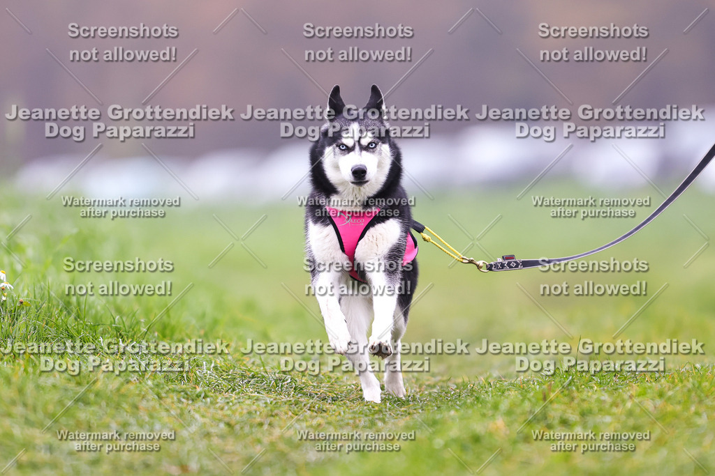 Dog Paparazzi - Visbeck 25 -256 | Dog Paparazzi Jeanette Grottendiek Fotografie & Videografie