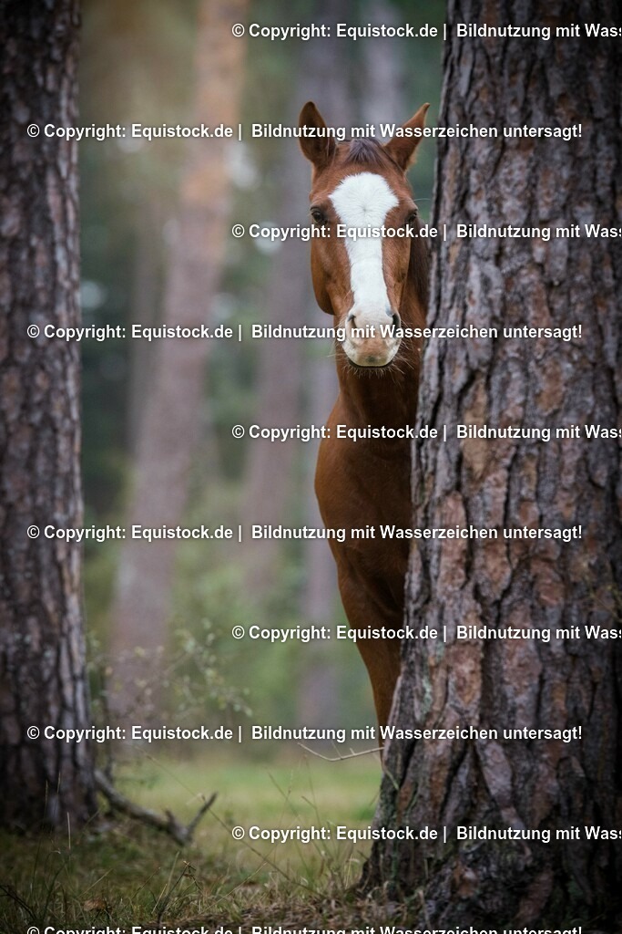 20151013_TOMsPiC_0288 | equistock