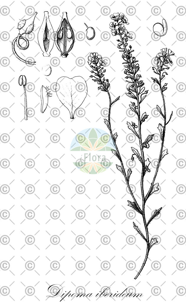 HistAbb_EMP_19264_SRC_Schlechtendal_FLORAD_SIMPLE | Historische Abbildung von Dipoma iberideum - Brassicaceae | Historical Illustration of Dipoma iberideum - Brassicaceae