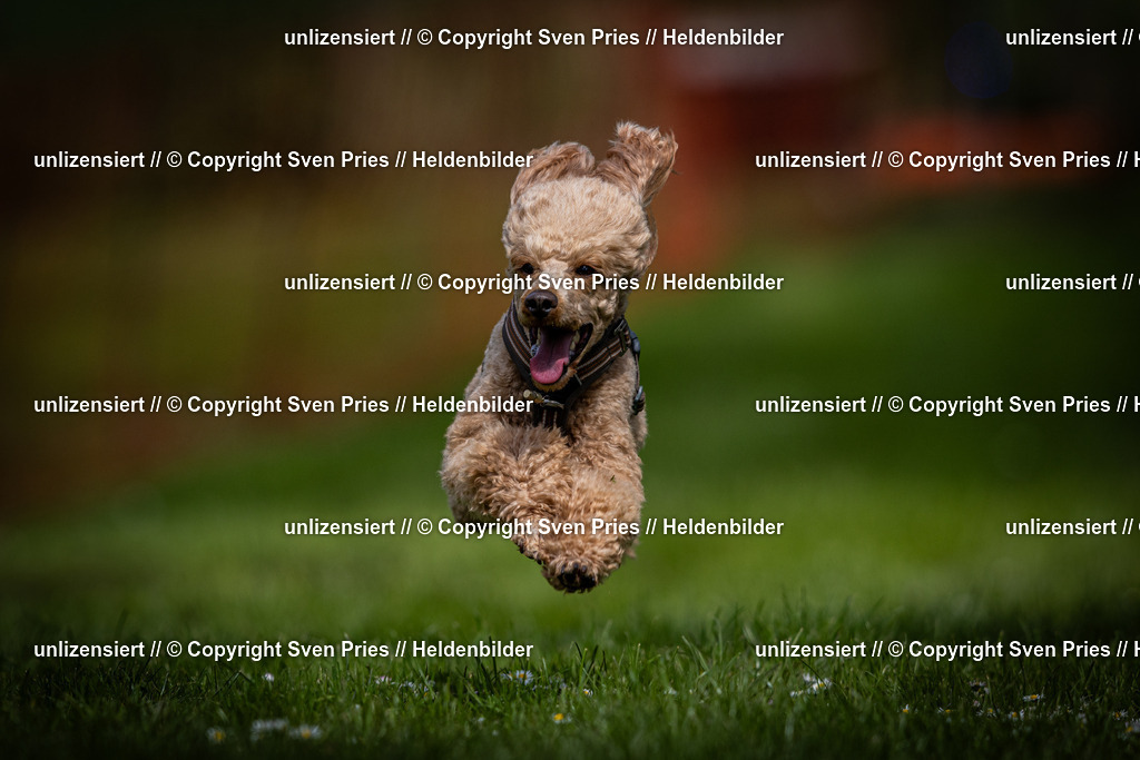 Sven Pries | 2025-04-13 - Hunderennen Baden-Baden - Realisiert mit Pictrs.com