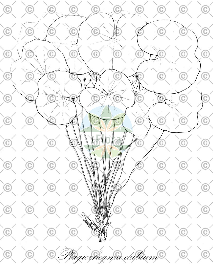HistAbb_wfo-0000497666_1_ENZY_Simple | Historische Abbildung von Plagiorhegma dubium - Berberidaceae | Historical Illustration of Plagiorhegma dubium - Berberidaceae