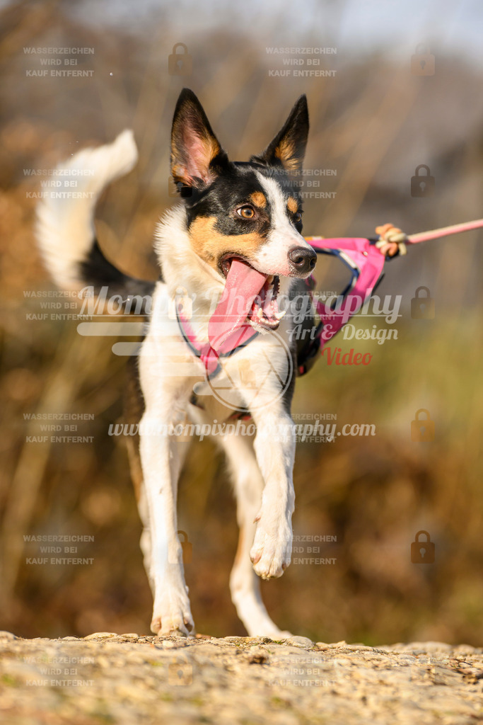 MompixPhotography_6ReiatRennen2026_SA_HappyDog-156 | PayLife