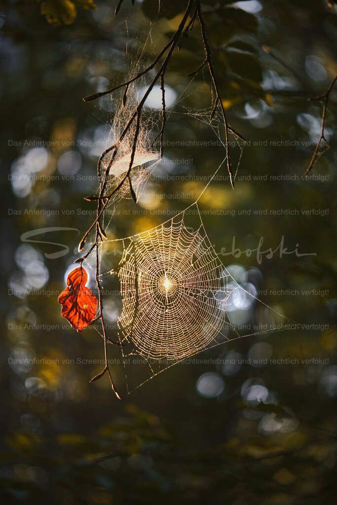 Wandbild Spinnen Kunstwerk | People- und Tierfotografie, Imageaufnahmen, Veranstaltungsfotografie und Wandbilder aus der Natur ★ Made in Germany ✔️ Druck + Downloads ✔️ Naturfotografie in Top Qualität ★ schneller Versand, weltweite Lieferung! - Realisiert mit Pictrs.com