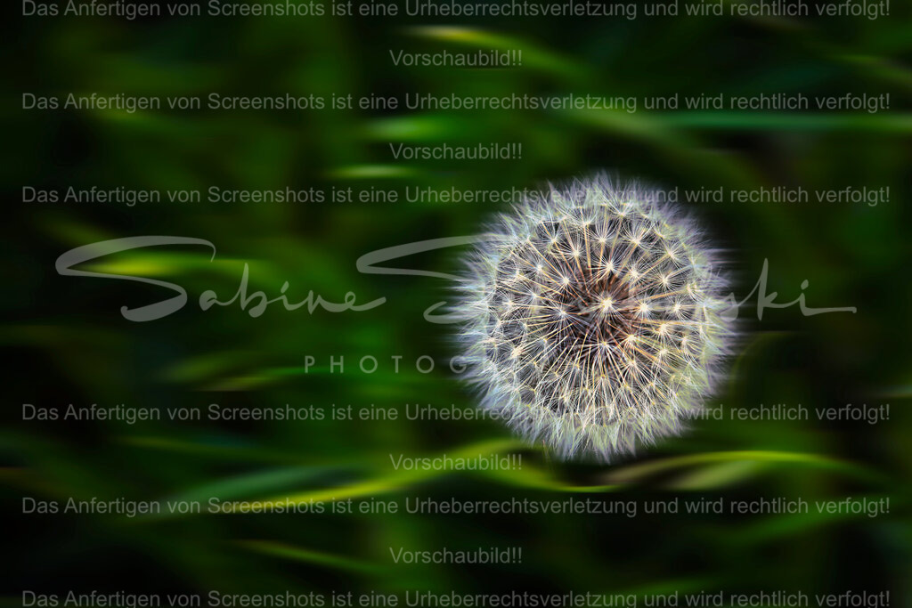 Wandbild Pusteblume | People- und Tierfotografie, Imageaufnahmen, Veranstaltungsfotografie und Wandbilder aus der Natur ★ Made in Germany ✔️ Druck + Downloads ✔️ Naturfotografie in Top Qualität ★ schneller Versand, weltweite Lieferung! - Realisiert mit Pictrs.com
