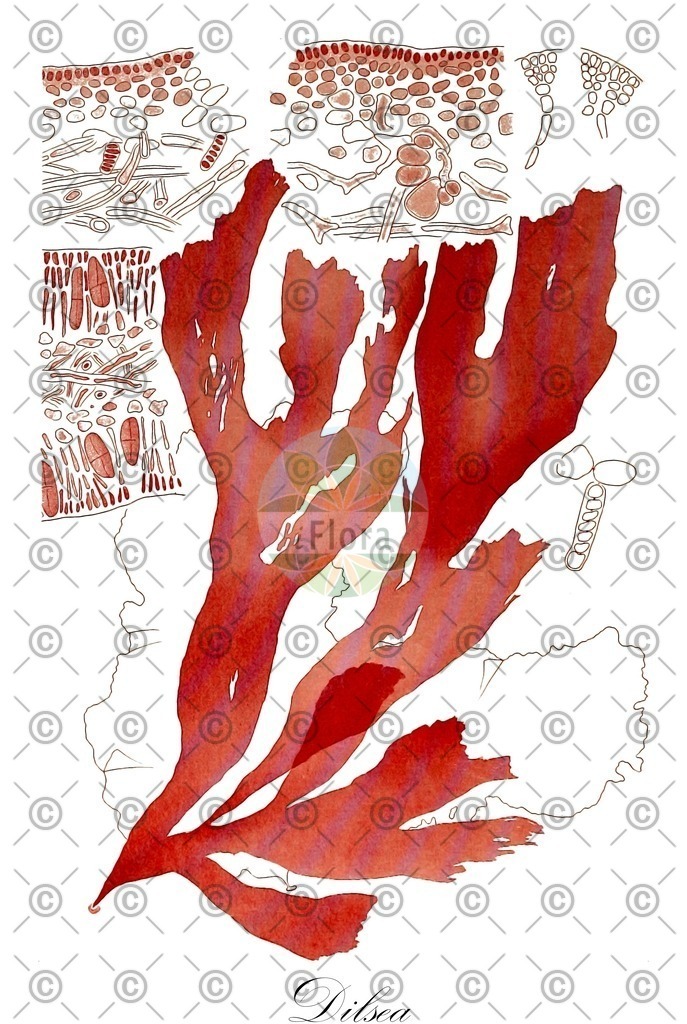 HistAbb_wfo-0000864689_1_ENZY_Simple | Historische Abbildung von Dilsea - Dumontiaceae (0) | Historical Illustration of Dilsea - Dumontiaceae (0)