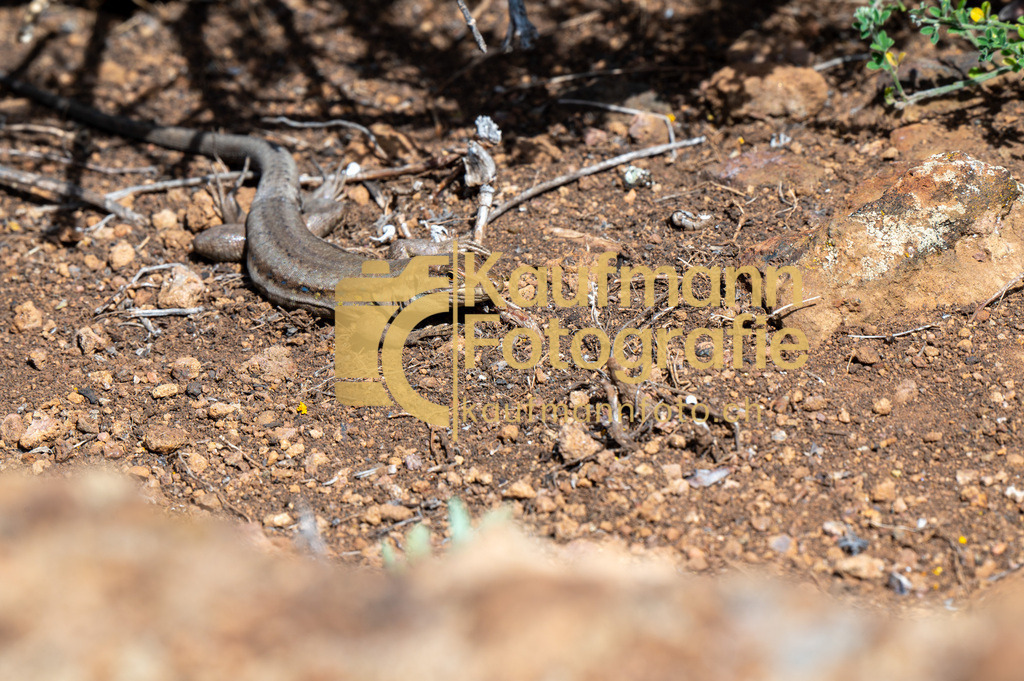 Teneriffe-7262 | kaufmannfoto - Realisiert mit Pictrs.com