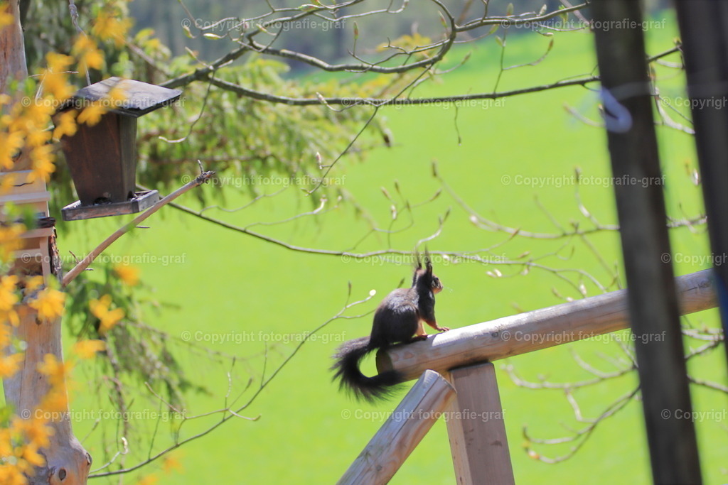 IMG_0398-2 | fotografie-graf - Realisiert mit Pictrs.com