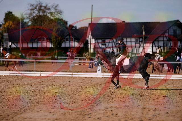 2026_10_03_Siefer-Hof_120047_Z81_02952436 | Professionelle Reitsport-, Turnier- und Eventfotografie von Robert Broda. Galerien mit ausgewählten und bearbeiteten Bildern direkt online ansehen und bestellen.
