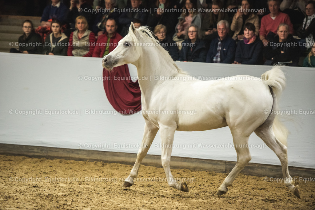 20240302_Hengstvorstellung_Marbach_TOMsPiC_1150 | equistock