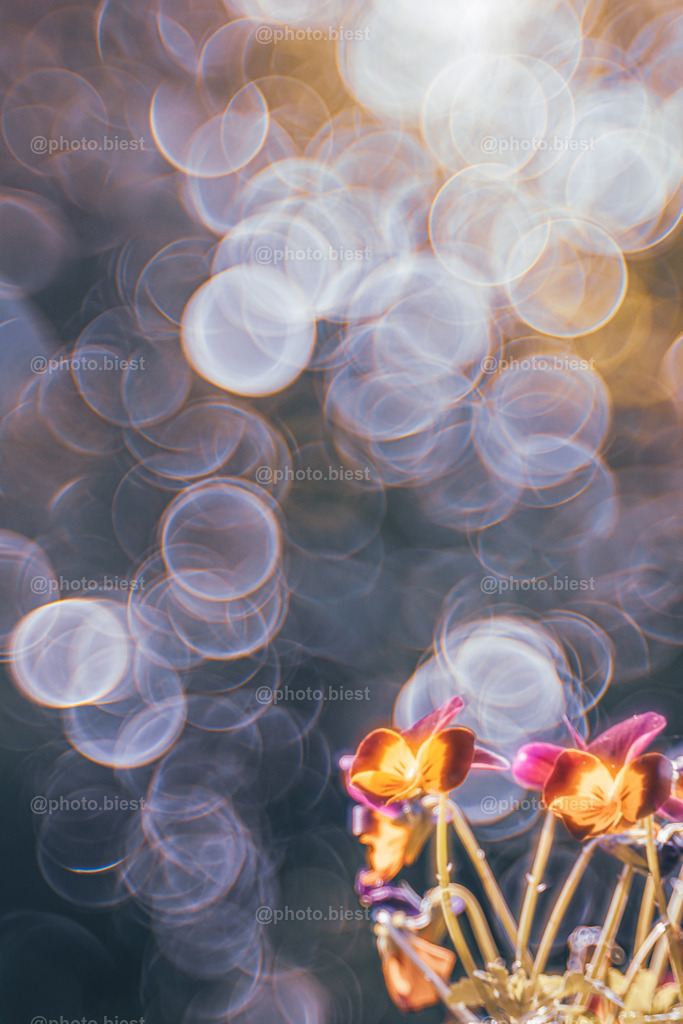 Frühlingsbubbles | Ein Grüppchen Frühlingsblumen im Sonnenbad. - Realisiert mit Pictrs.com