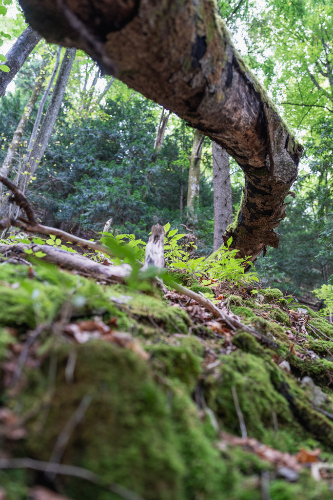 ZD250916093426 | Fotoshop von zweidimensional Fotografie. Ihr Fotograf im Aargau. Abzüge von Ihrem Fotobox Event bestellen.Abzüge von Ihrem Hochzeit bestellen.Abzüge von Ihrem Schulfotograf bestellen.