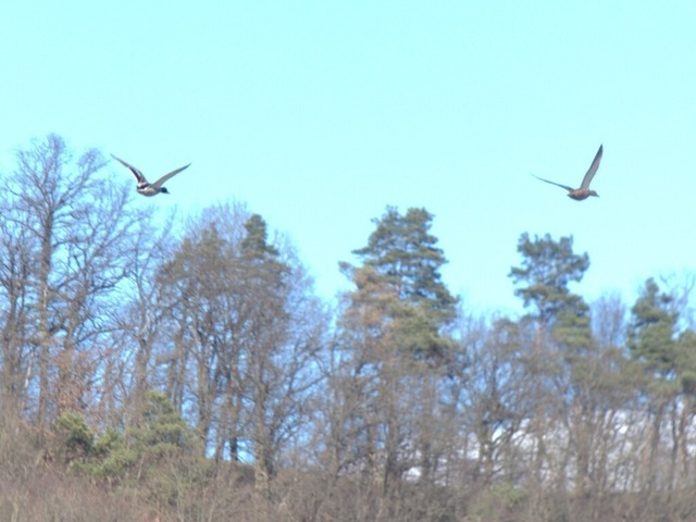 2 fliegende Enten | Verkauf von Fotos und  Videoclips zumThema Natur.Motive sind Pflanzen, Tiere, Landschaftenund Wetter - Realisiert mit Pictrs.com