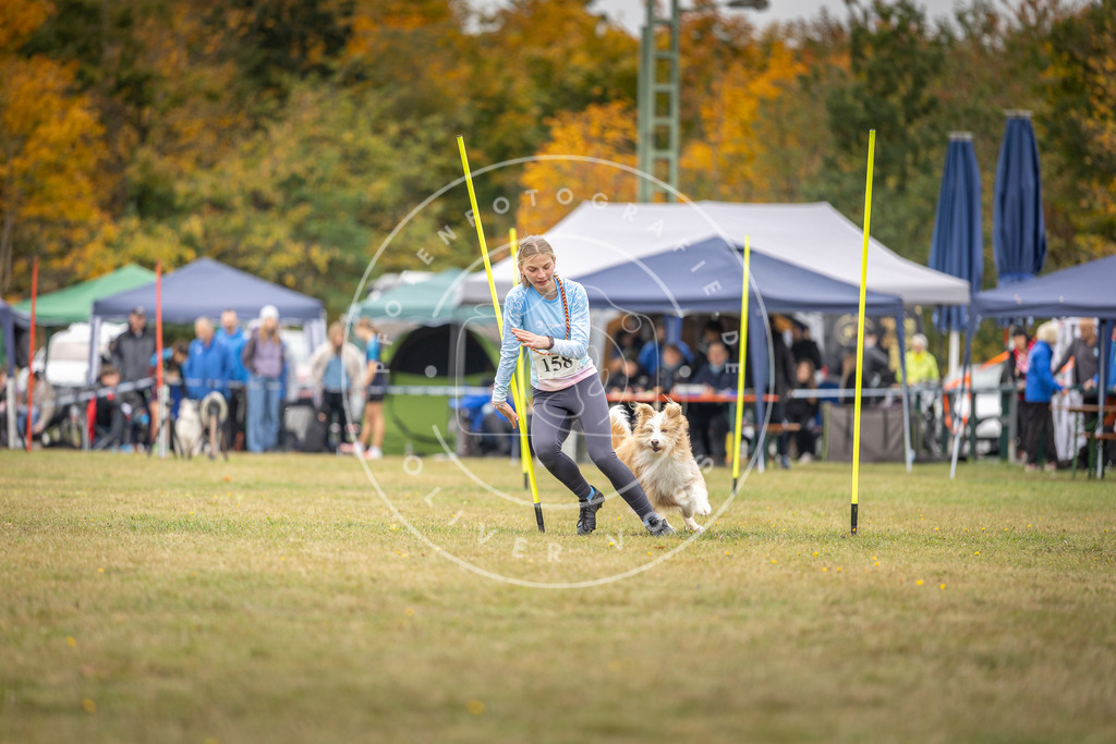Pfotenfotografie_DV3A5121 | Hundefotografie, Tierfotograf, Pfotenfotografie, Fotoshooting Hund, Hunde Portrait, Hundesport, Hundeportraits, Heideshooting, Hunde, Sportfotograf, Hundefotograf, Turnierhundsport, THS,  - Realisiert mit Pictrs.com