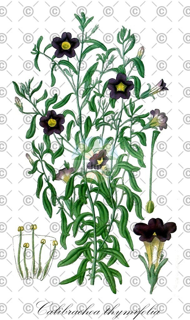 HistAbb_EMP_21250_1_SIMPLE | Historische Abbildung von Calibrachoa thymifolia - Solanaceae | Historical Illustration of Calibrachoa thymifolia - Solanaceae