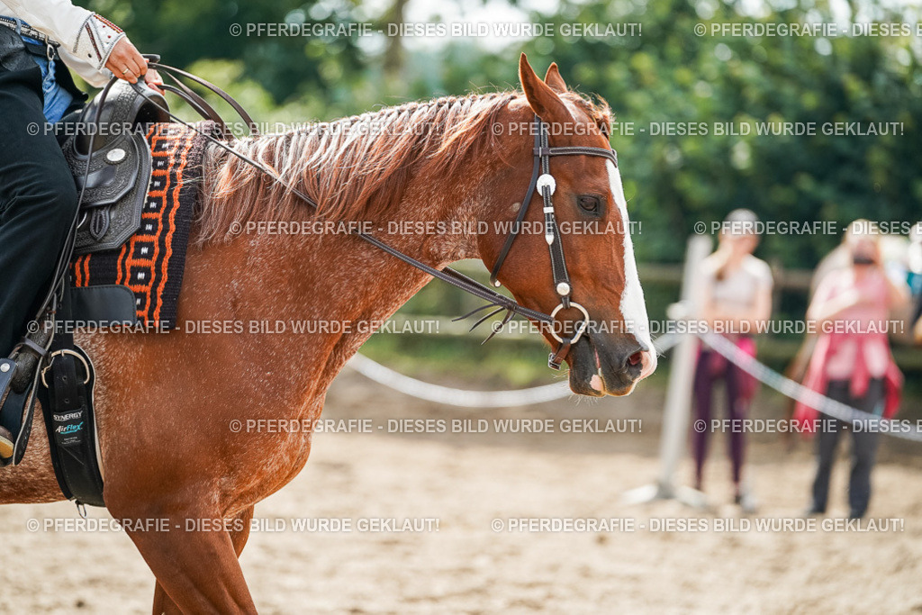 DSC04466 | Pferdegrafie