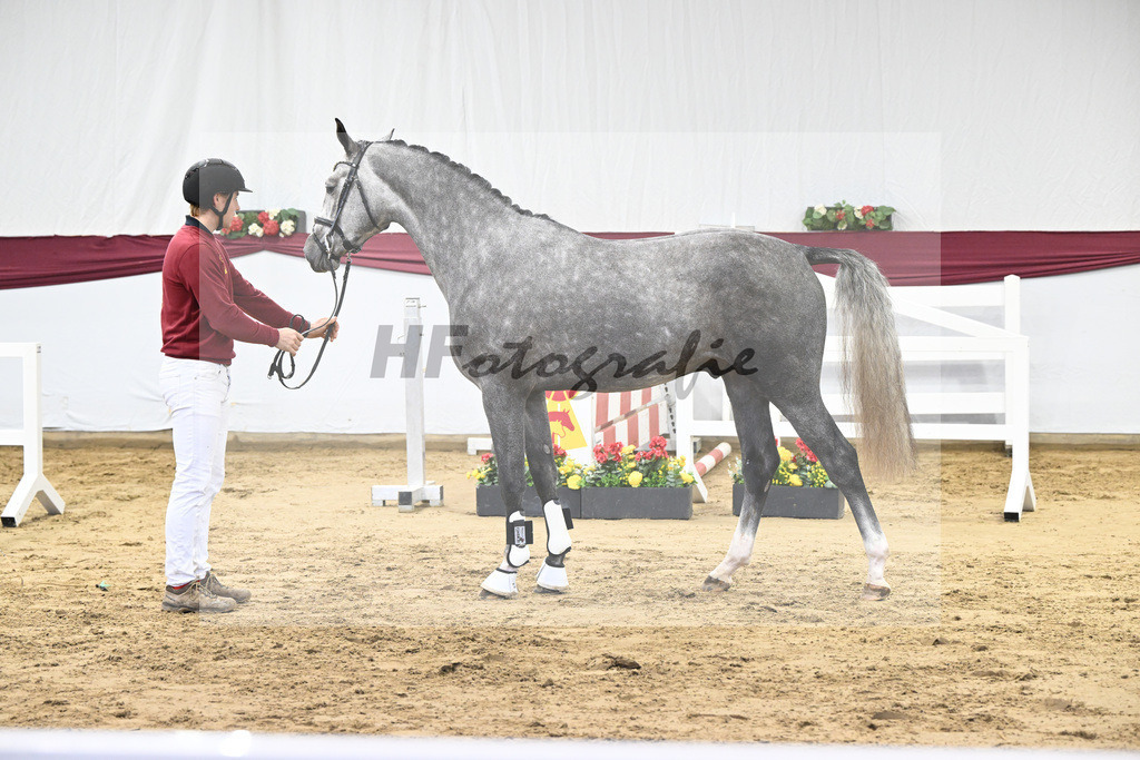 Kat-Nr. 12 I_m Special de Muze x Colman_Michaela Aeschbacher _47250177 | hf-fotografie - Realisiert mit Pictrs.com