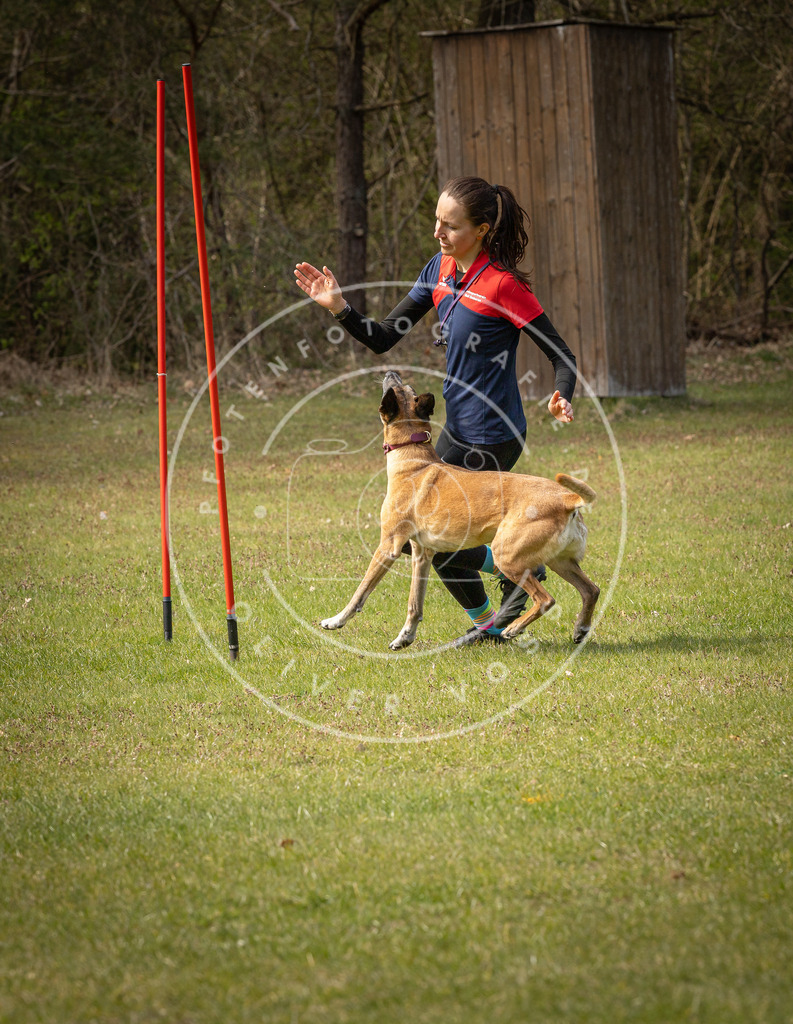 Pfotenfotografie_DV3A7476 | Hundefotografie, Tierfotograf, Pfotenfotografie, Fotoshooting Hund, Hunde Portrait, Hundesport, Hundeportraits, Heideshooting, Hunde, Sportfotograf, Hundefotograf, Turnierhundsport, THS,  - Realisiert mit Pictrs.com