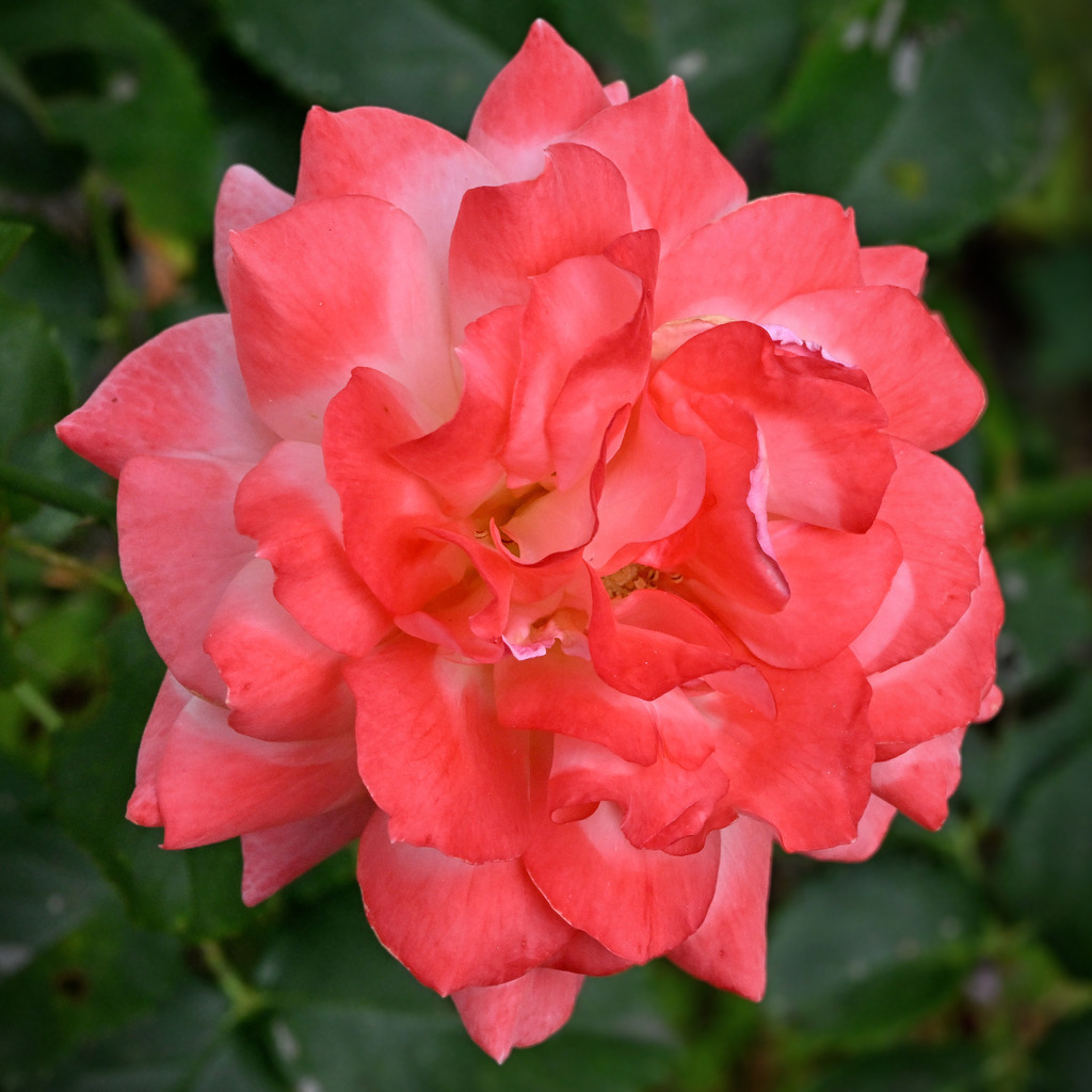 Rose02q-260804 | greenwatching-with-luci - Realisiert mit Pictrs.com