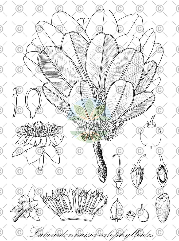 HistAbb_wfo-0000221733_1_ENZY_Simple | Historische Abbildung von Labourdonnaisia calophylloides - Sapotaceae | Historical Illustration of Labourdonnaisia calophylloides - Sapotaceae