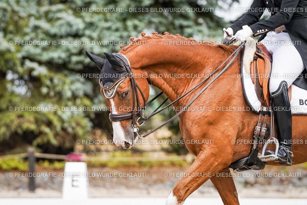 DSC06460 | Pferdegrafie