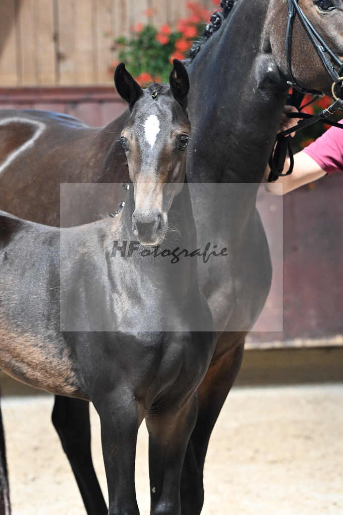 Kat-Nr. 14 Goldberg x Luberon_SF_Wagner_25250329 | hf-fotografie - Realisiert mit Pictrs.com
