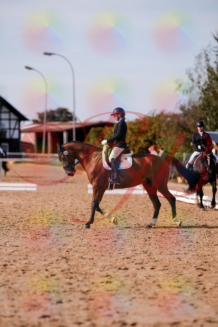 2026_10_03_Siefer-Hof_131916_Z81_68138954 | Professionelle Reitsport-, Turnier- und Eventfotografie von Robert Broda. Galerien mit ausgewählten und bearbeiteten Bildern direkt online ansehen und bestellen.