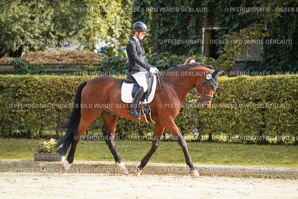 DSC05563 | Pferdegrafie