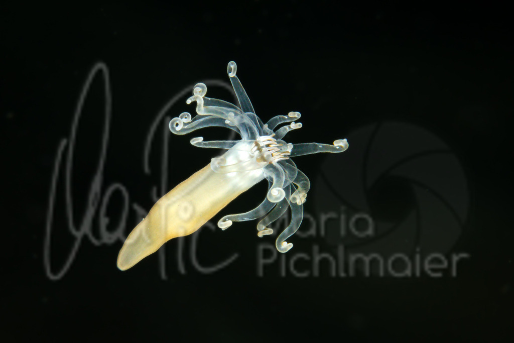 ? | Polyp - Realisiert mit Pictrs.com