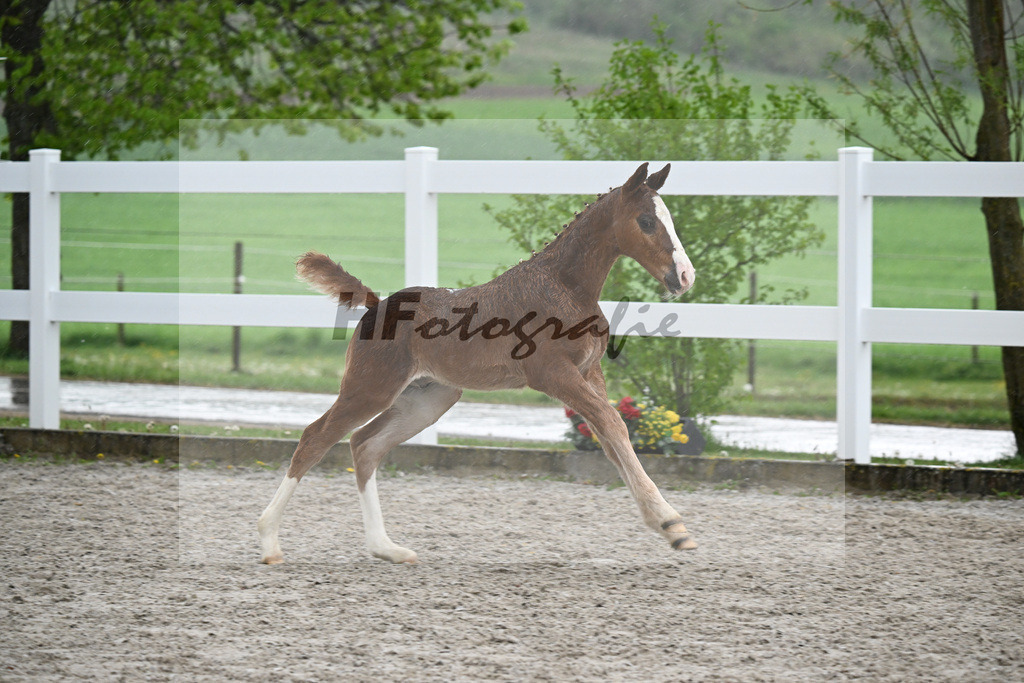 Kat-Nr. 33 HF Ermitage Kalone x Tobago Z_Gaub_23261274 | hf-fotografie - Realizzato con Pictrs.com