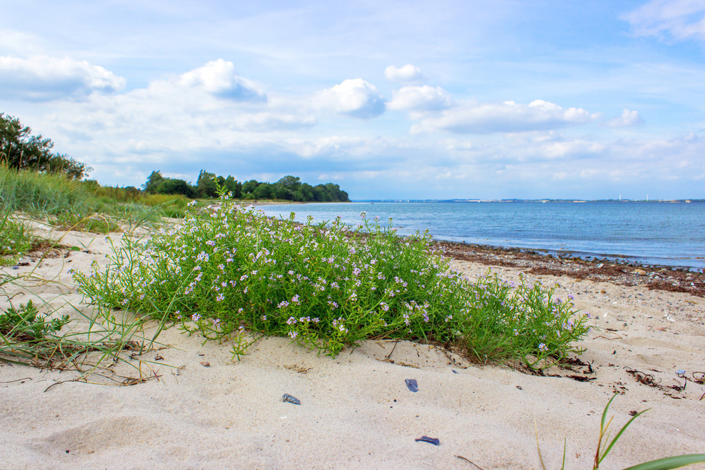 Wandbild: Blühender Naturstrand – Habernis an der Flensburger Förde | Dieses Wandbild zeigt den Naturstrand von Habernis in seiner zarten, blühenden Schönheit. Im Vordergrund wachsen grüne Pflanzen mit kleinen violetten Blüten direkt am sandigen Ufer – ein stilles Zeichen für die Lebendigkeit der Küstenflora. Der Blick schweift über die mit Seegras und Steinen gesäumte Küstenlinie hinaus auf das ruhige Wasser der Flensburger Förde, unter einem Himmel, der zwischen Blau und Wolken tanzt. Erhältlich als Leinwand, Alu-Dibond, Acrylglas, FineArt Papier oder als Akustikbild, bringt dieses Motiv die sanfte Seite der Ostsee in deine Räume. Ideal für alle, die sich nach Naturverbundenheit, maritimer Leichtigkeit und einem Hauch von Wildromantik sehnen – ob im Wohnzimmer, Büro oder Ferienhaus. Ein Küstenmoment voller Leben – still, natürlich und inspirierend. - Realisiert mit Pictrs.com