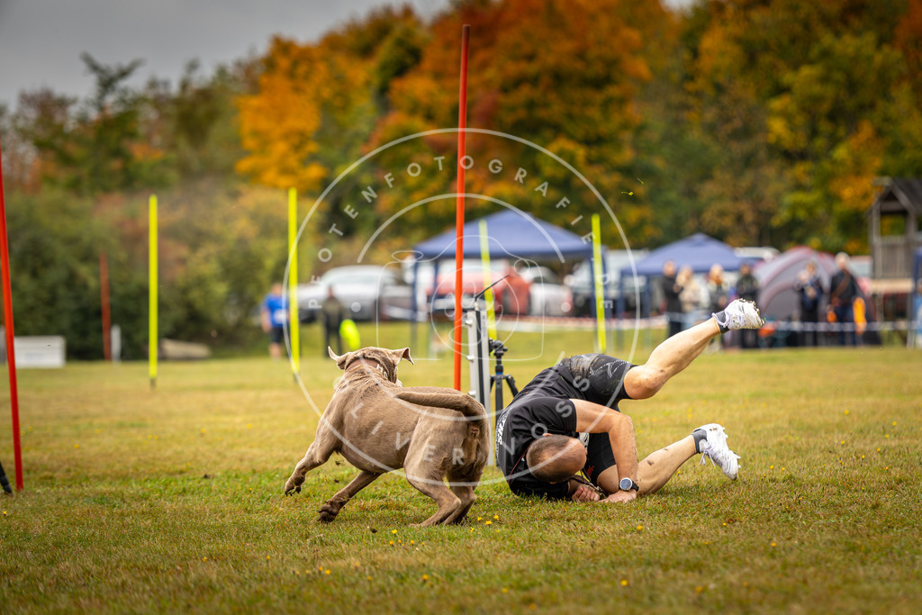 Pfotenfotografie_DV3A2338 | Hundefotografie, Tierfotograf, Pfotenfotografie, Fotoshooting Hund, Hunde Portrait, Hundesport, Hundeportraits, Heideshooting, Hunde, Sportfotograf, Hundefotograf, Turnierhundsport, THS,  - Realisiert mit Pictrs.com